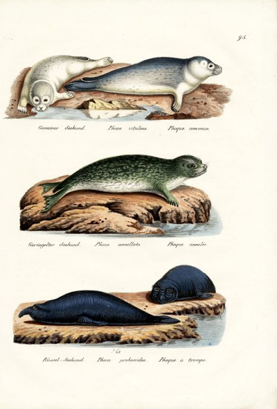 Common Seal, 1824 by Karl Joseph Brodtmann